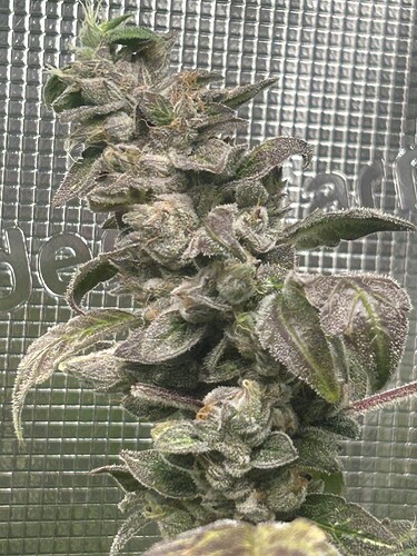 Growreport Bild 49