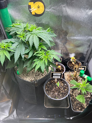 Growreport Bild 5