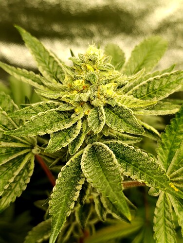 Growreport Bild 2
