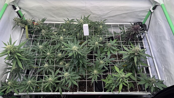 Growreport Bild 17