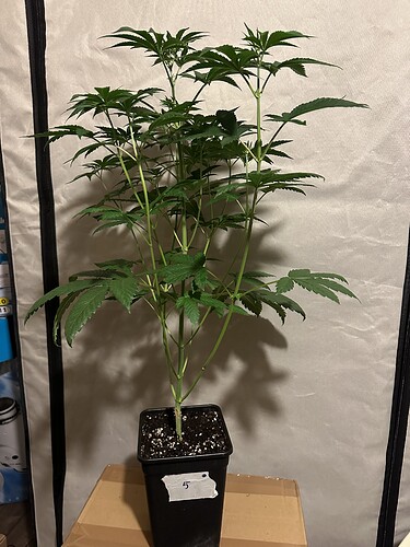 Growreport Bild 7