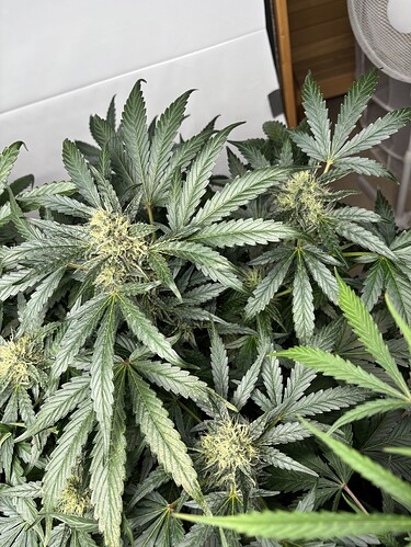 Growreport Bild 57