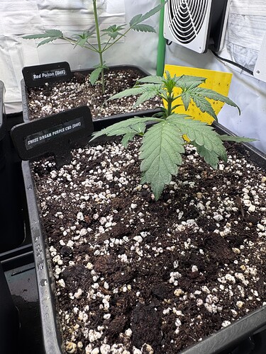 Growreport Bild 7