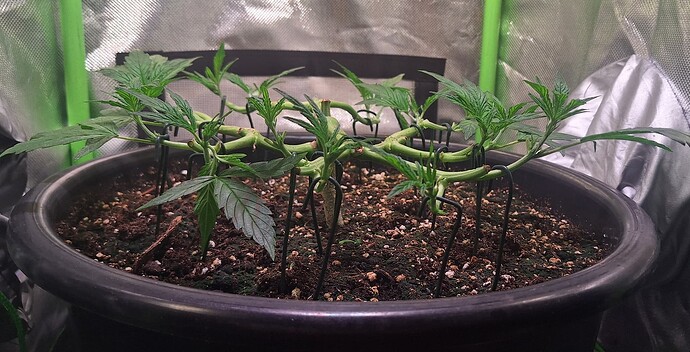Growreport Bild 7