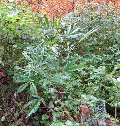 Afghan Kush