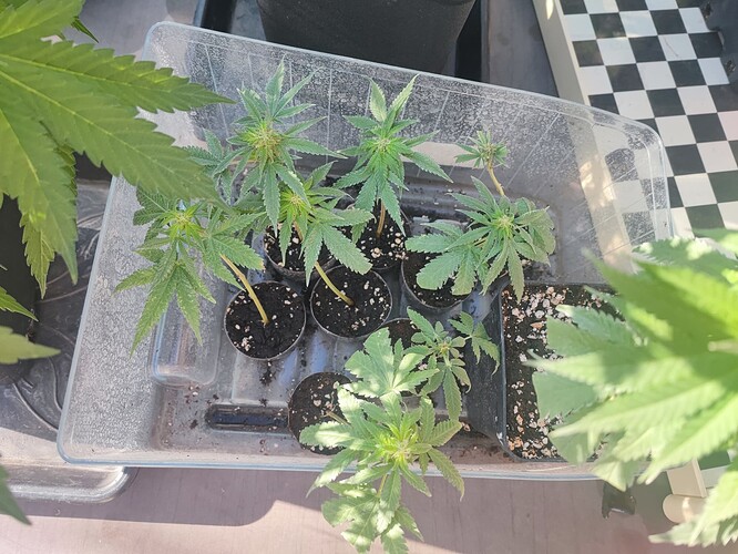 Growreport Bild 33