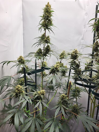 Growreport Bild 2