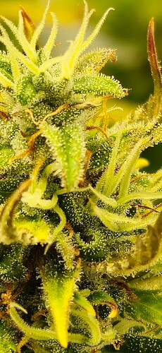 Growreport Bild 15