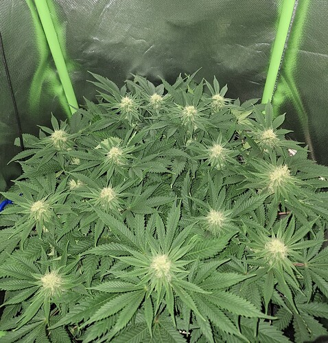 Growreport Bild 6