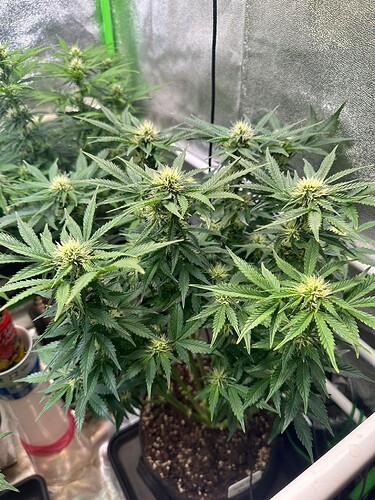 Growreport Bild 15