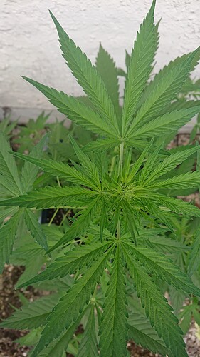 Growreport Bild 4