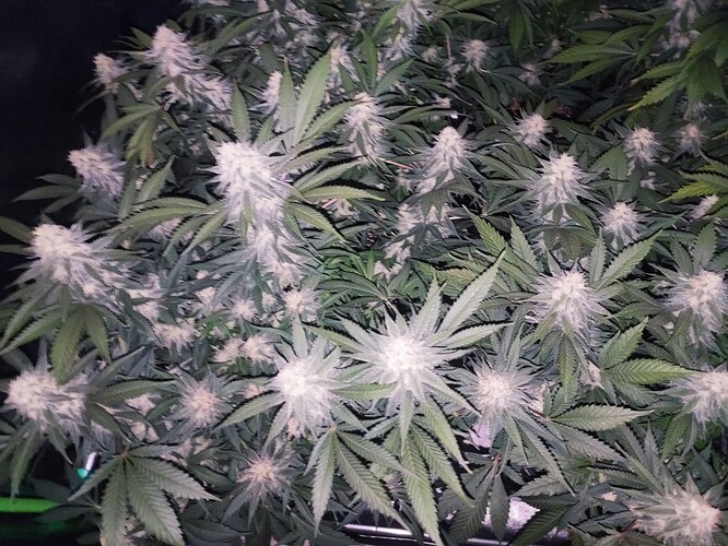 Growreport Bild 53