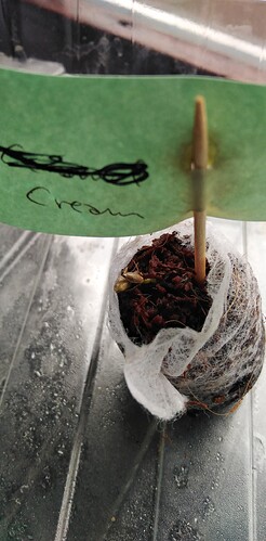 17428145364243937374423602712043