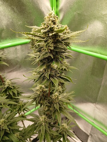 Growreport Bild 17