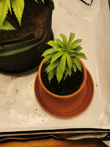 Growreport Bild 1