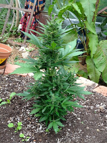 Grow25_0628_BDA