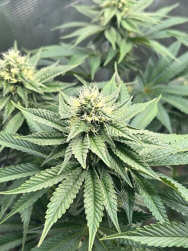 Growreport Bild 28