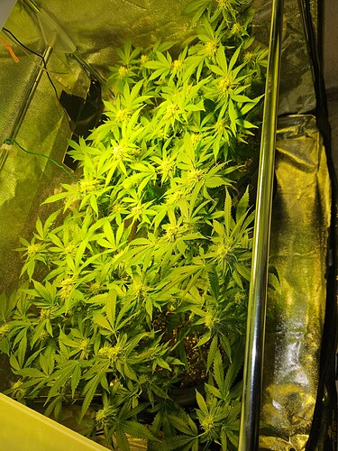 Growreport Bild 28