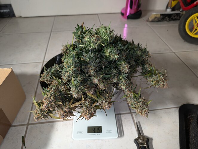 Growreport Bild 2