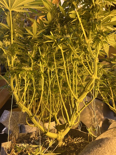 Growreport Bild 1