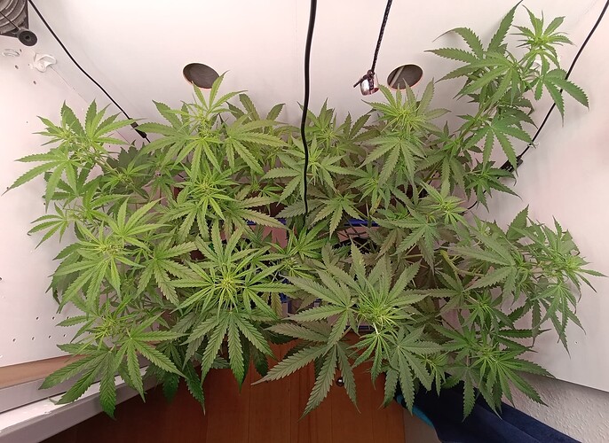 Growreport Bild 40