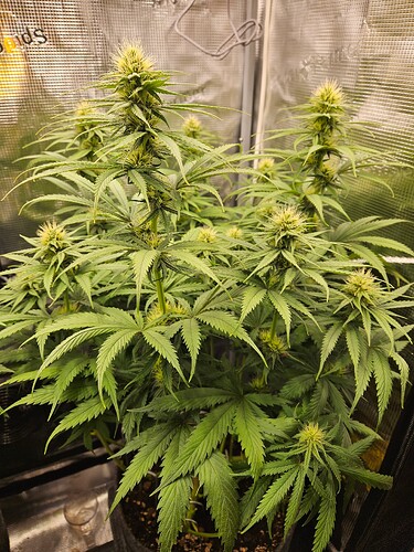 Growreport Bild 4