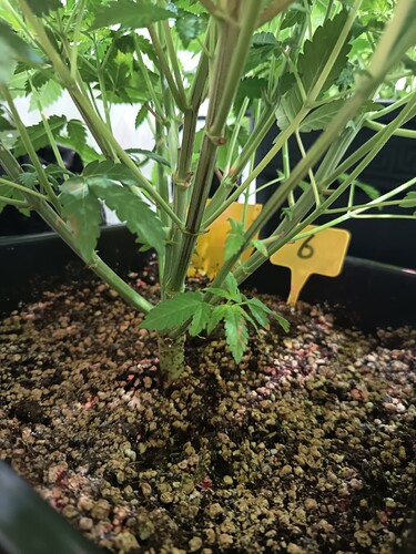 Growreport Bild 9