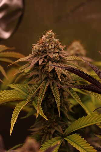 Growreport Bild 14