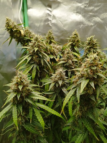 Growreport Bild 14