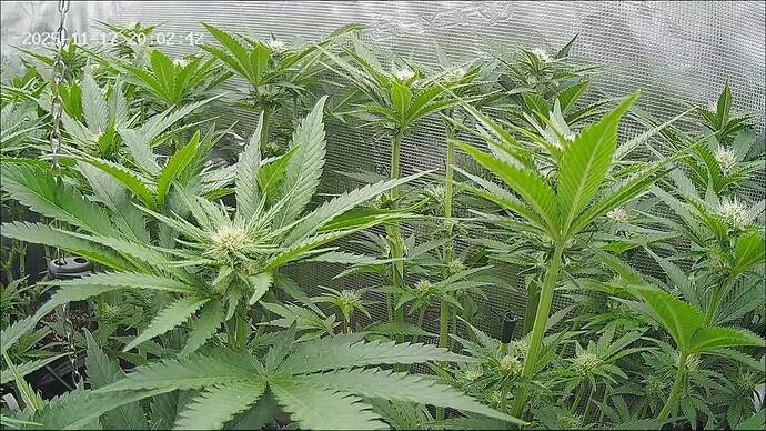 Growreport Bild 45