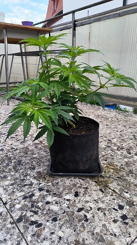 Growreport Bild 2