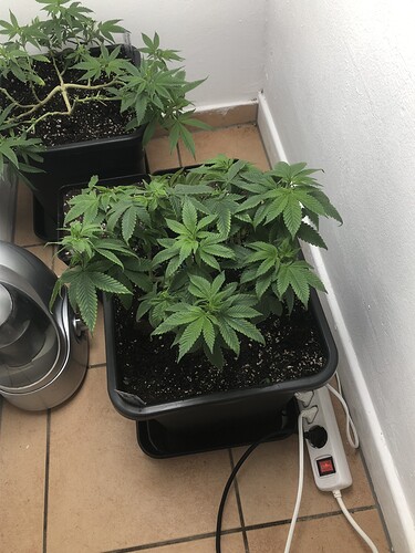 Growreport Bild 9
