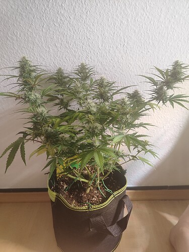 Growreport Bild 3