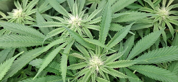 Growreport Bild 5