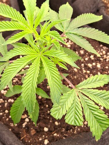 Growreport Bild 5