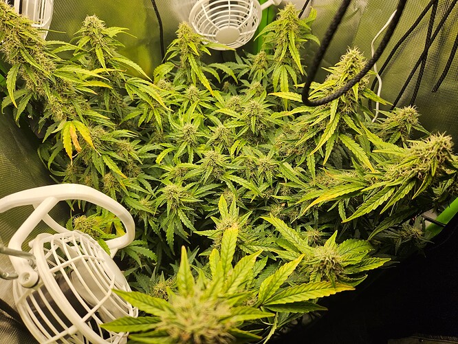 Growreport Bild 4