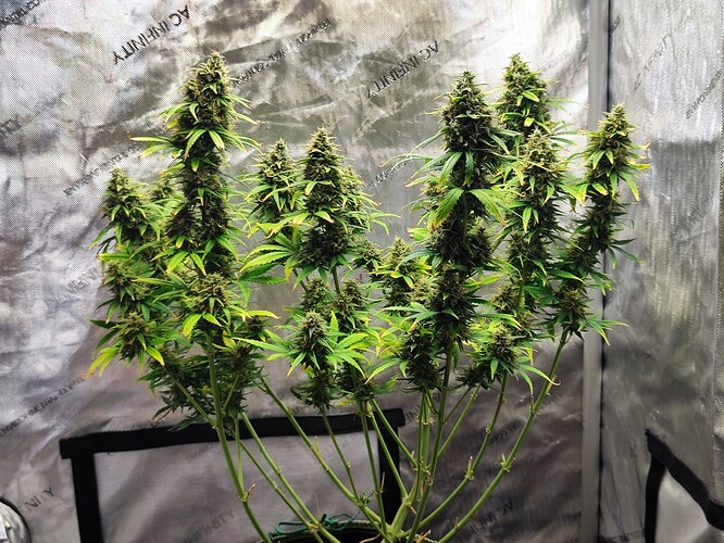 Growreport Bild 3