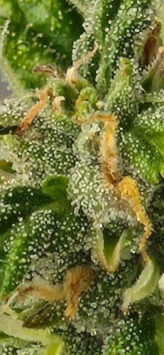 Growreport Bild 24