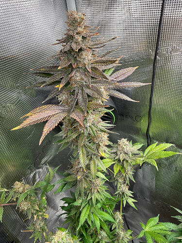 Growreport Bild 2