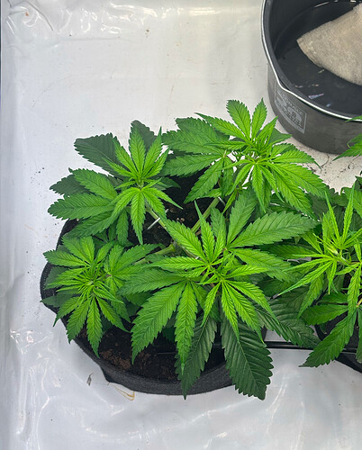 Growreport Bild 2