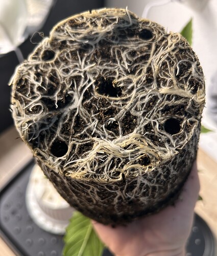 Growreport Bild 19