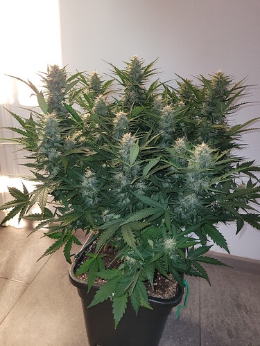 Growreport Bild 7