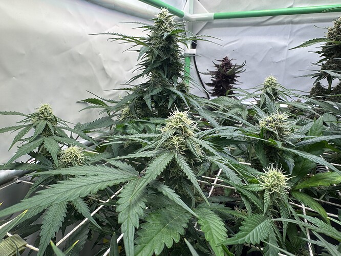 Growreport Bild 43