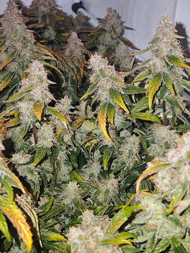 MVIMG_20251128_150435