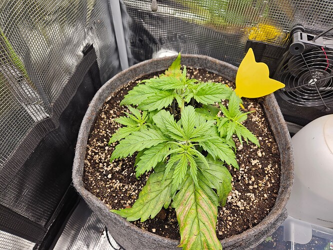 Growreport Bild 35