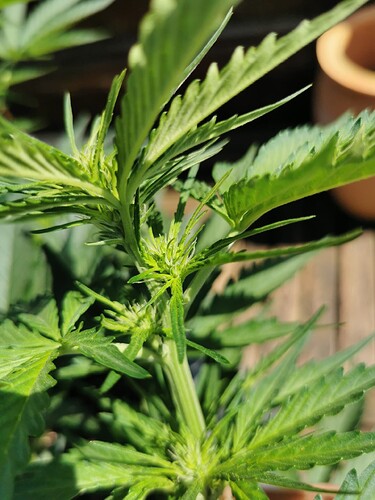 Growreport Bild 3