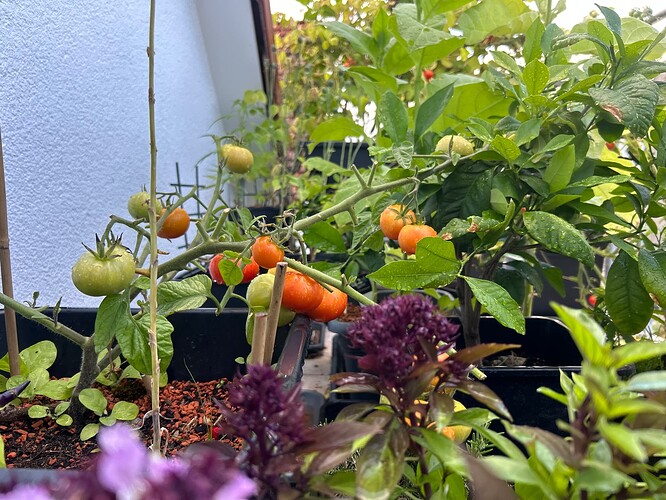 Growreport Bild 27