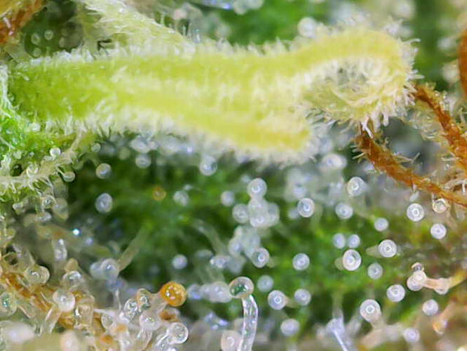 Growreport Bild 9