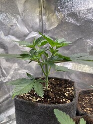 Growreport Bild 29