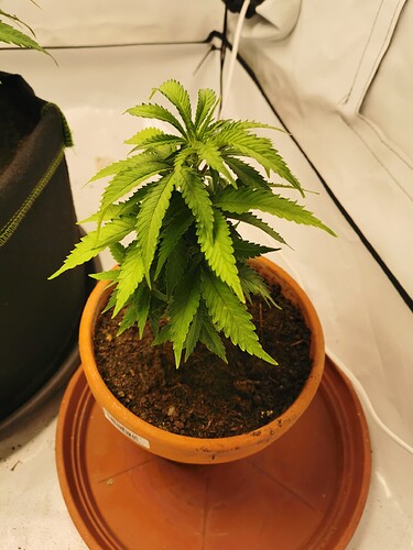 Growreport Bild 5